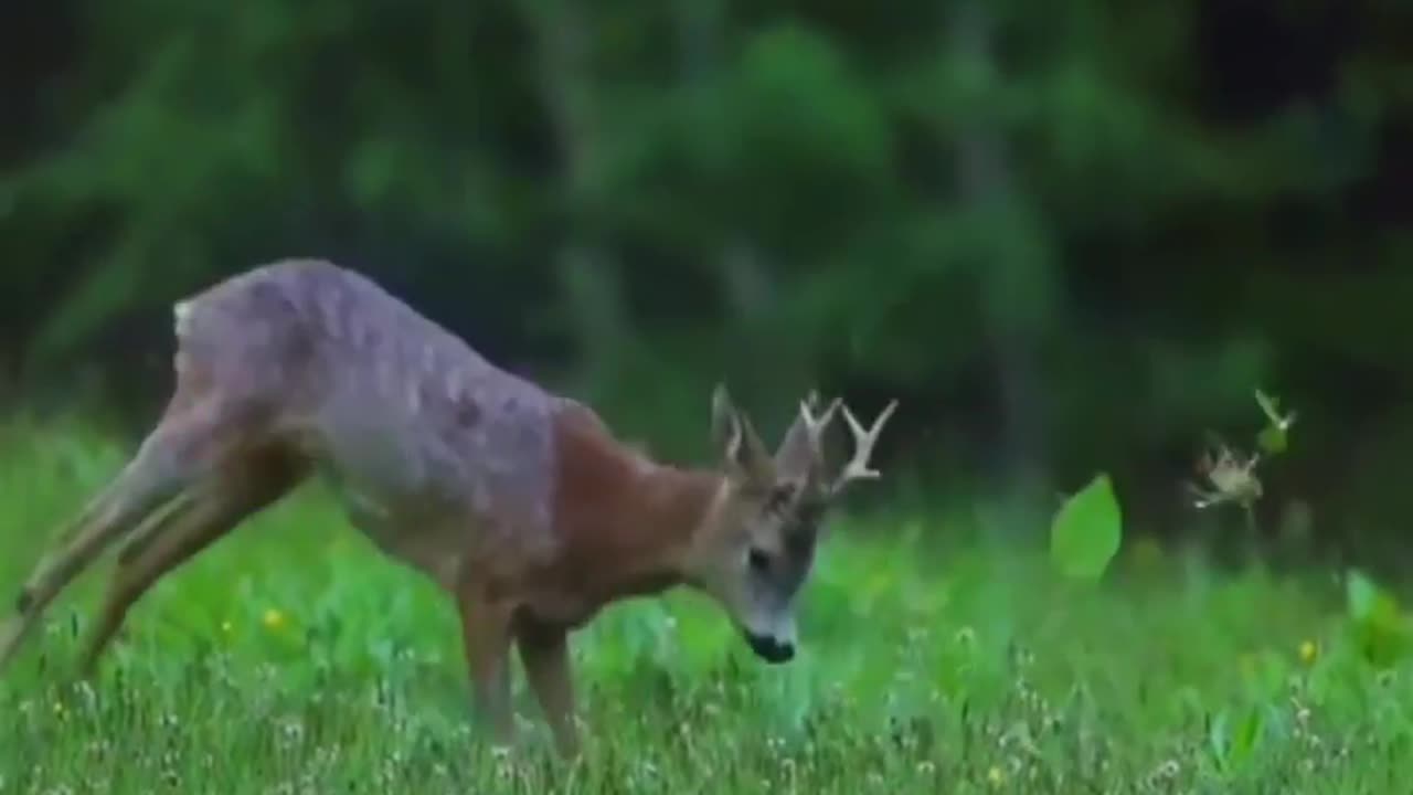 Roe buck enjoying spring