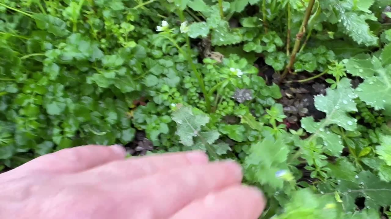 🌿 Discover the Wonders of Hairy Bittercress! 🌱 (Cardamine hirsuta)