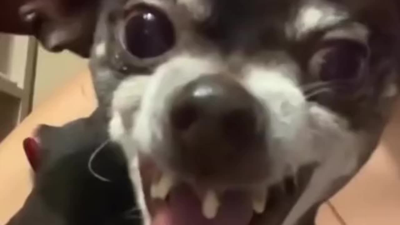 Funny dog