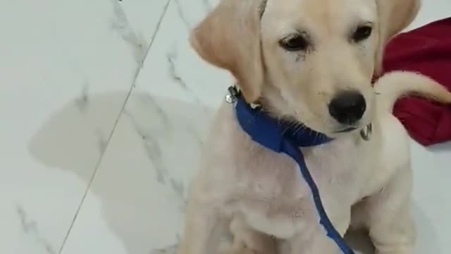 JoJo Always Hungry || #shorts #viral #trending #youtubeshorts #love #pet #shortvideo