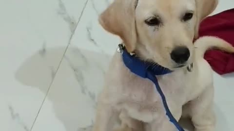 JoJo Always Hungry || #shorts #viral #trending #youtubeshorts #love #pet #shortvideo