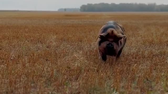 A wild boar came running towards us