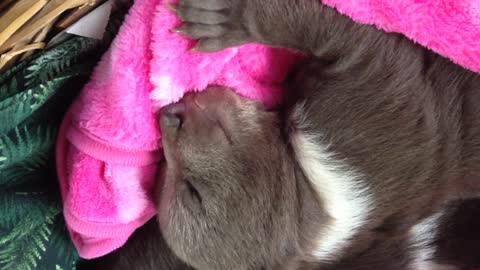 4 week old sleeping Syrian Brown Bear Cub