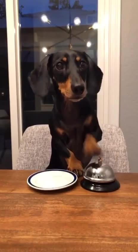 Dog: Don't keep me waiting