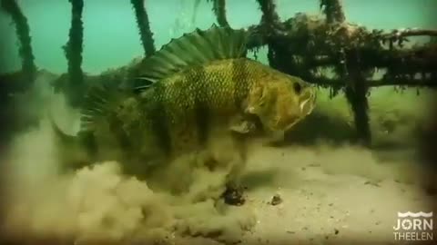 This is a beautiful and charming water-dwelling species