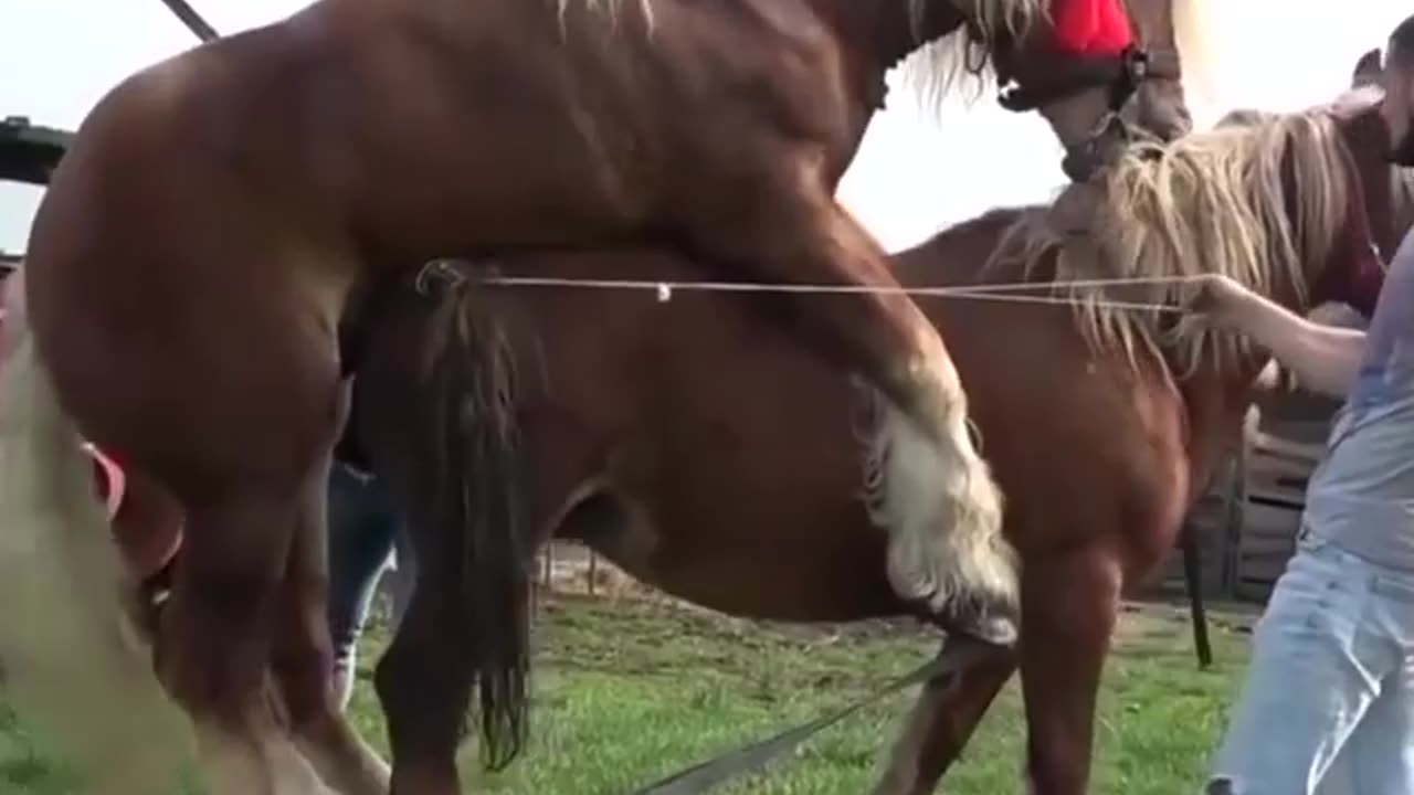 Big horse Mating