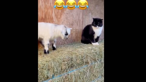 Funny cat video 2023