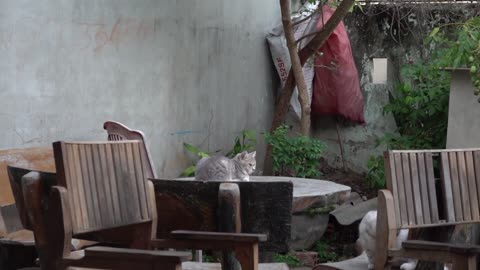 3 Generation Cats living together