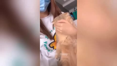 Funny Animal Videos 2023 🥰 - Funniest Dogs and Cats Videos
