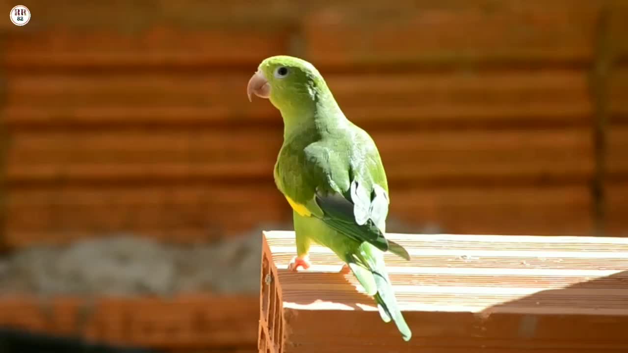 Amazing cute wildlife bird Parrot | 4k ultra hd Video