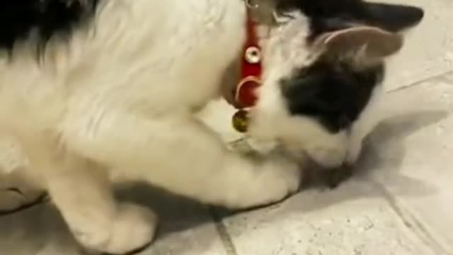 Funny cat and dog