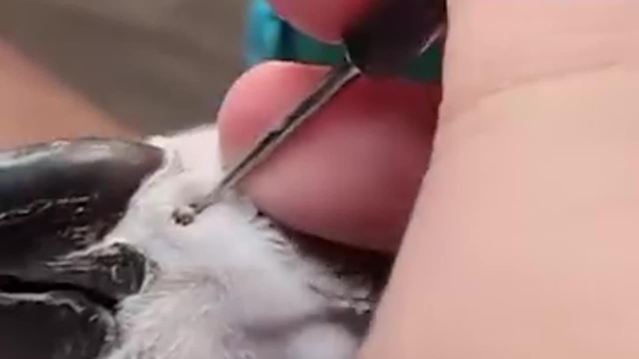 Removing nose stones from an African grey parrot