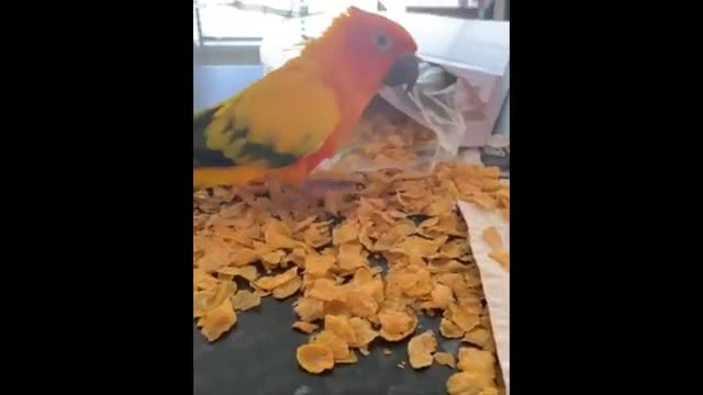 Funny Animals- - Best Of The 2022 Funny Animal Videos