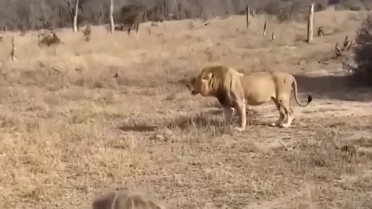 Crazy Hyenas Attack Lion Cub In Their Territory-