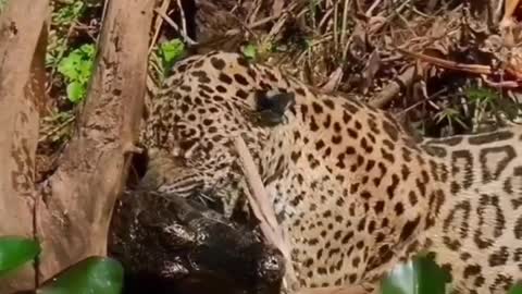 leopard and crocodile