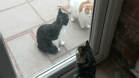 Introducing Cats To A New Persian Kitten For The First Time