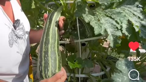 These Gardens Are Insane !