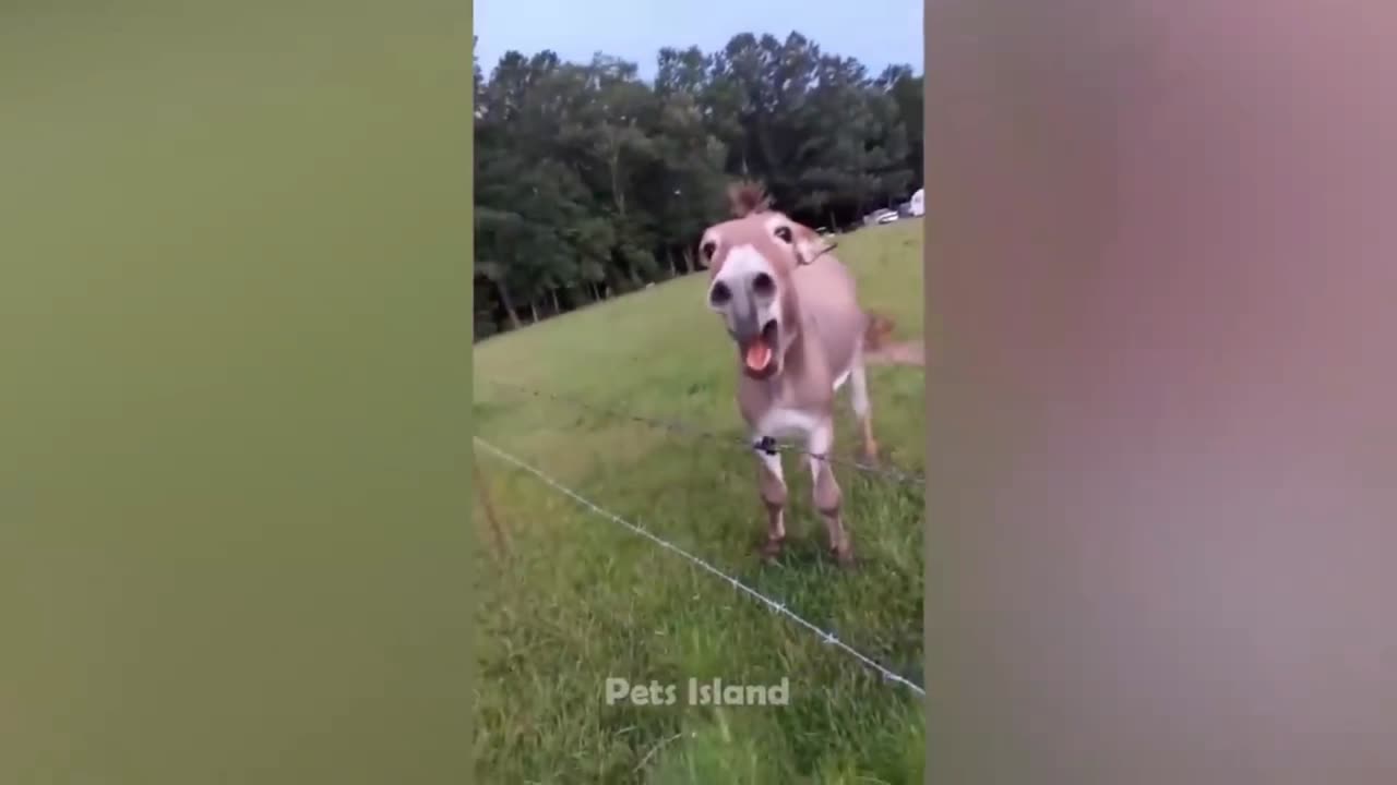 Donkey vary interesting and funny video