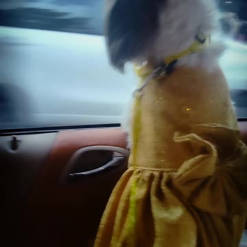Hachico dog go to fashion show contest