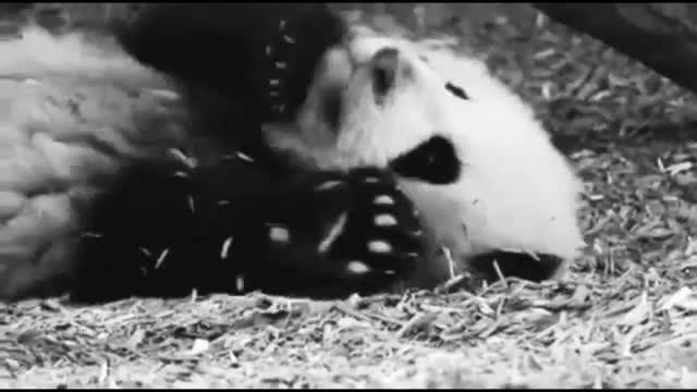 Cutest Bunnies Of The Week - In 30 seconds, this cute animal compilation will make you laugh!