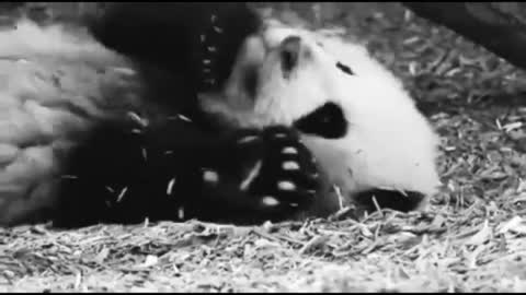 Cutest Bunnies Of The Week - In 30 seconds, this cute animal compilation will make you laugh!