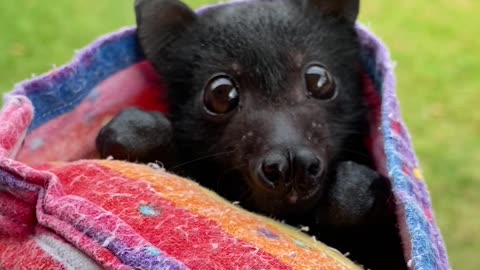 Flying Fox Sneezes