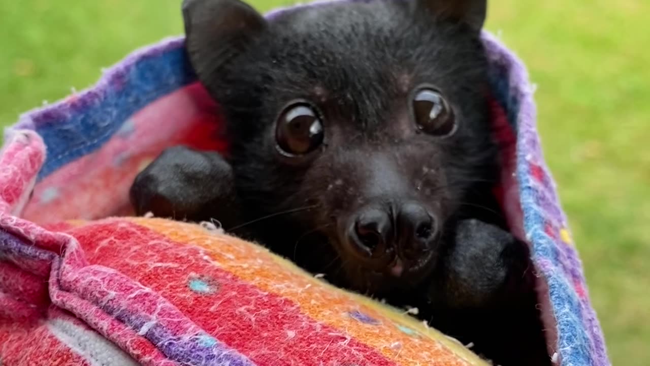 Flying Fox Sneezes