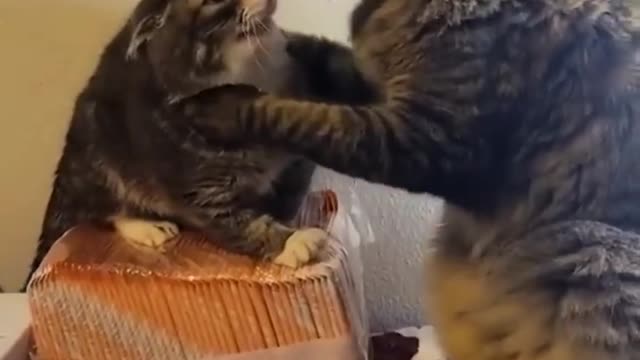 Top Best Funny Animal Videos of 2022😂 - Funniest Animal Cat &Dog 2022 😹