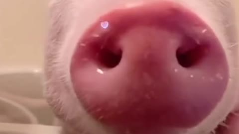 pig
