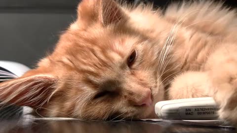 Cute Cats Videos