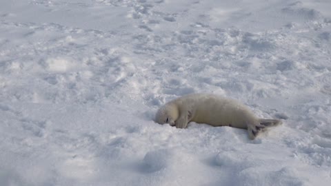 An astonishingly adorable baby harp seal napping