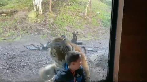 Tiger charges at little boy at Zoo