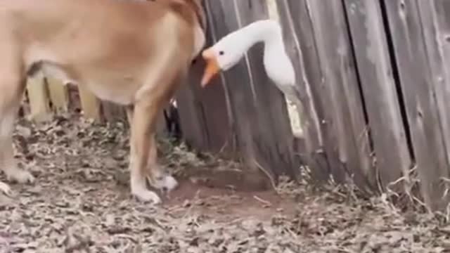 Goose Meets Dog of Neighbourhood Through Crack in Fence