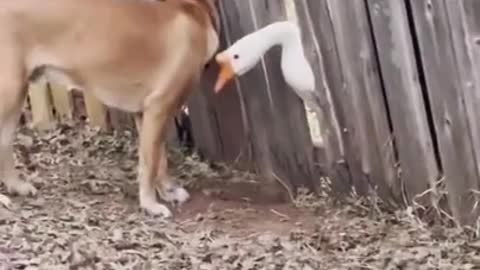 Goose Meets Dog of Neighbourhood Through Crack in Fence