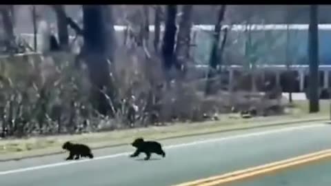 Shorts - Bearly Making It As A Mom