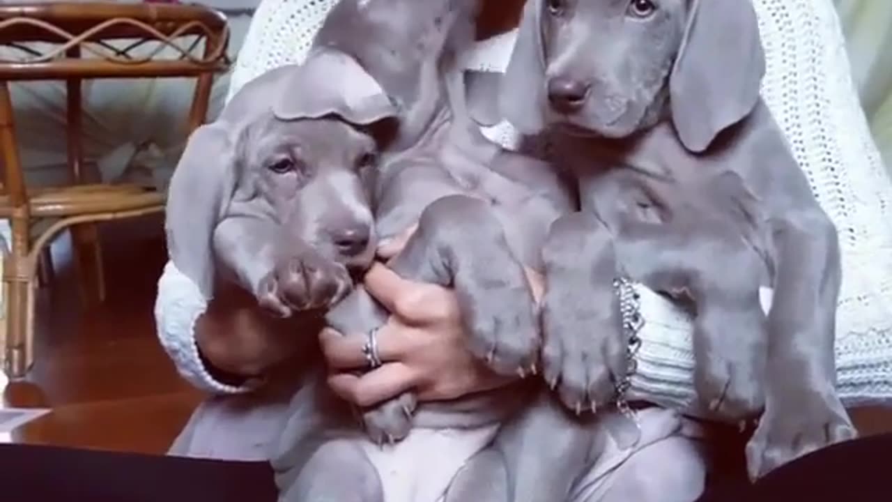 Funny animal videos|Cute animal videos |Funny dog&cat videos|Hilarious pet videos|Funny video