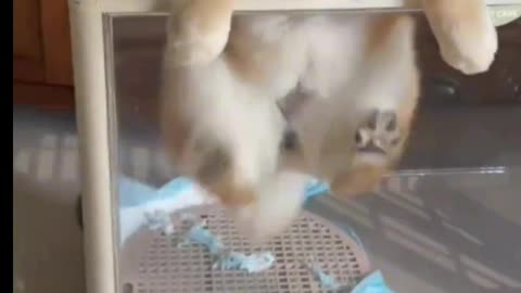 Animals videos