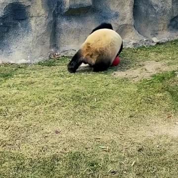 Adorable Panda Cutes Shows Off His Natural Skills on the Pitch