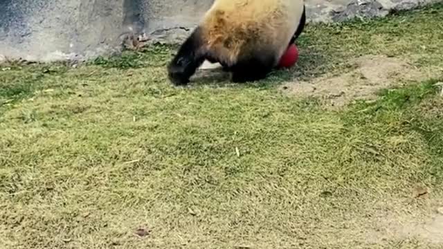 Adorable Panda Cutes Shows Off His Natural Skills on the Pitch