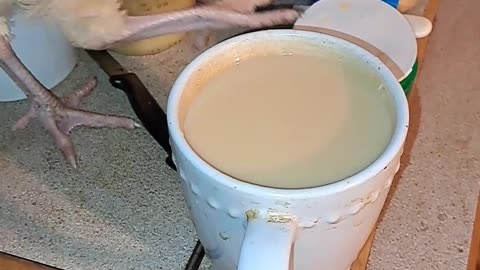 Turkey drinking tea