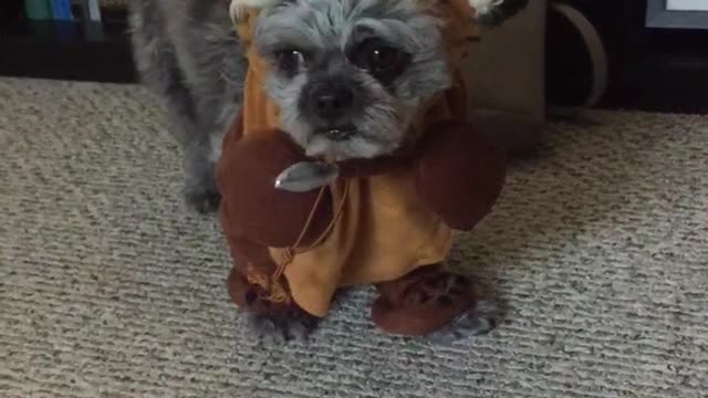 Dog hates his Ewok Halloween costume