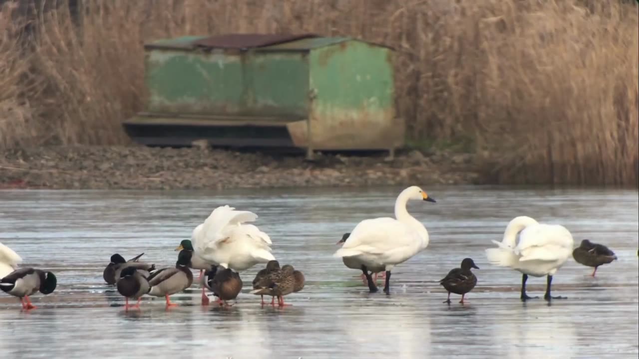 Five BIRDS that you can only see in WINTER!