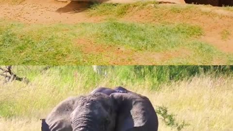 You Might Not Know About Elephants