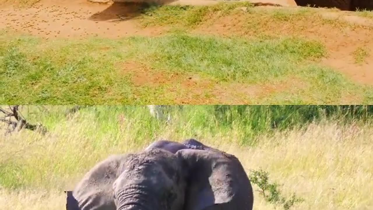 You Might Not Know About Elephants