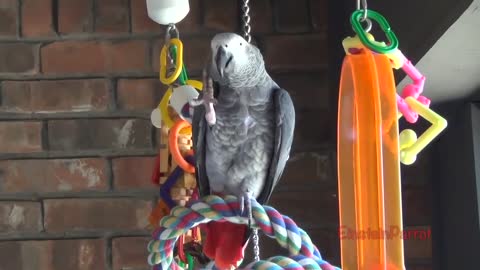 Einstein Parrot can talk better than most humansp5