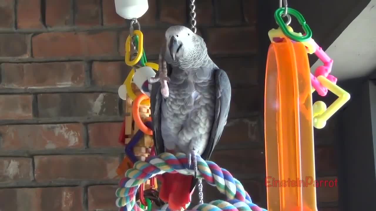 Einstein Parrot can talk better than most humansp5