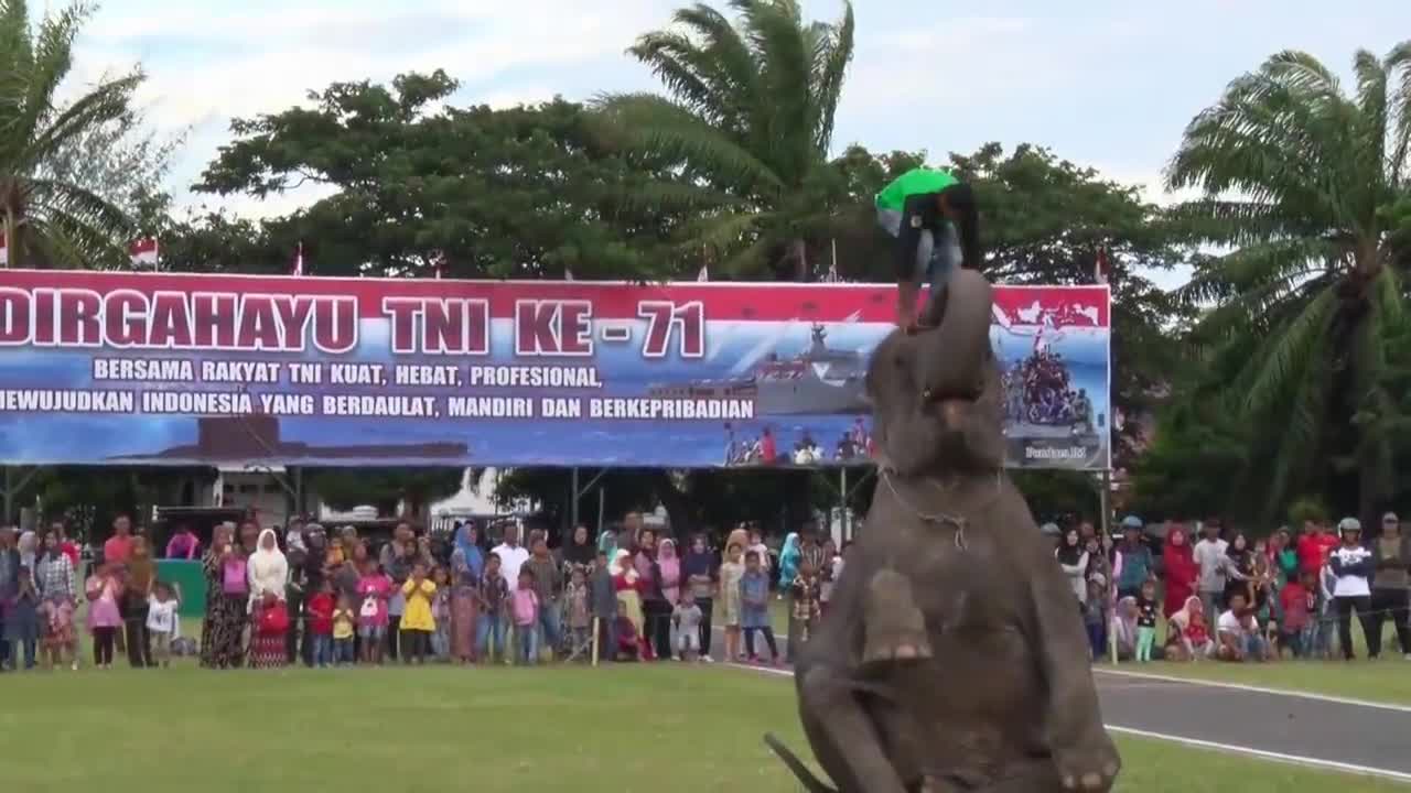 Gajah Pintar bermain bola joget dan main musik Banda Aceh