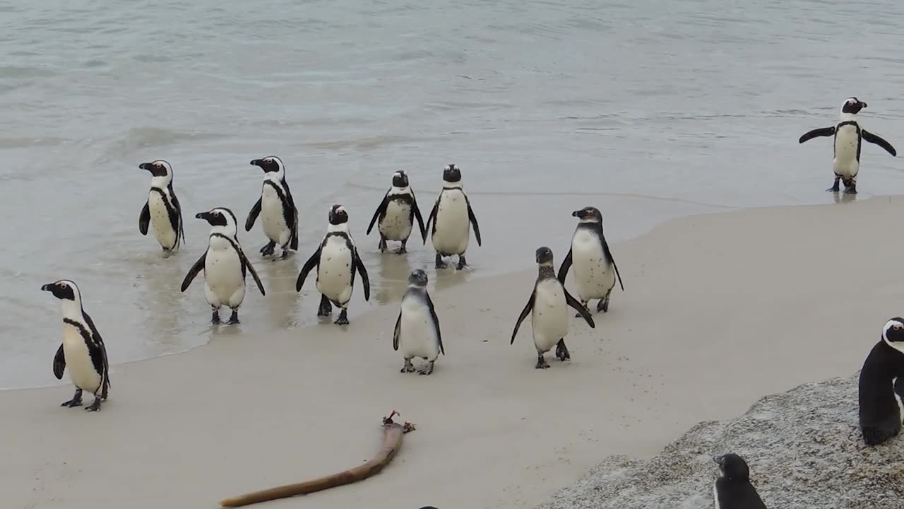 African penguins