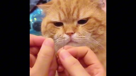 Funny video cat //👀 Eyeball,# cat Eyeball 👁️,# cat Eye video.