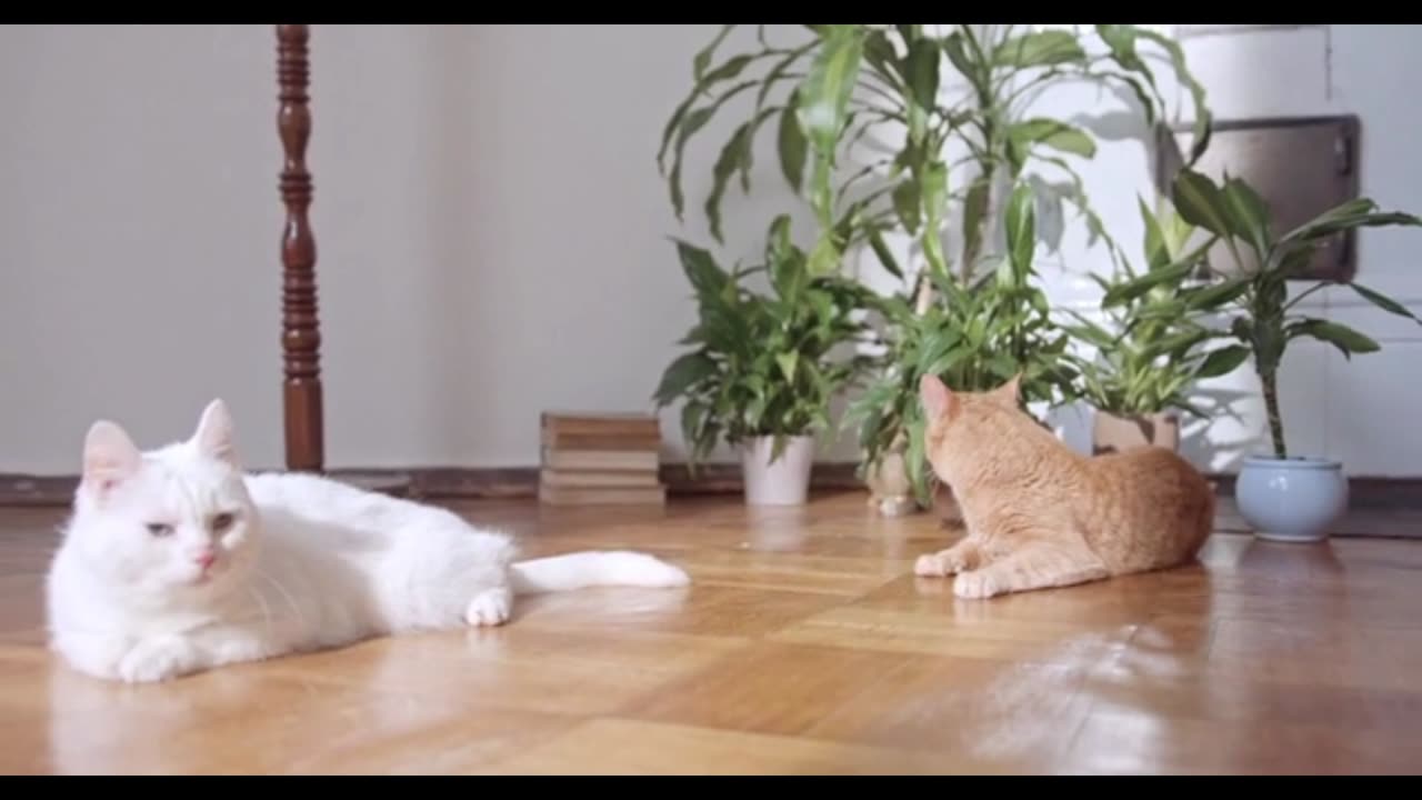 Adorable cat family